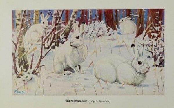 1926 - Alpenschneehase (Lepus timidus) - alter Druck